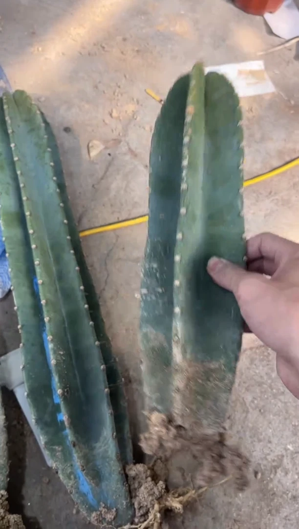 【闪购商品】量天尺有根30厘米15.8