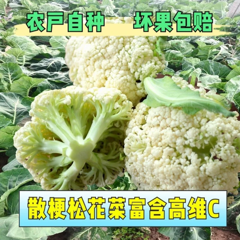 农家自种-露天鲜甜脆嫩青梗花菜