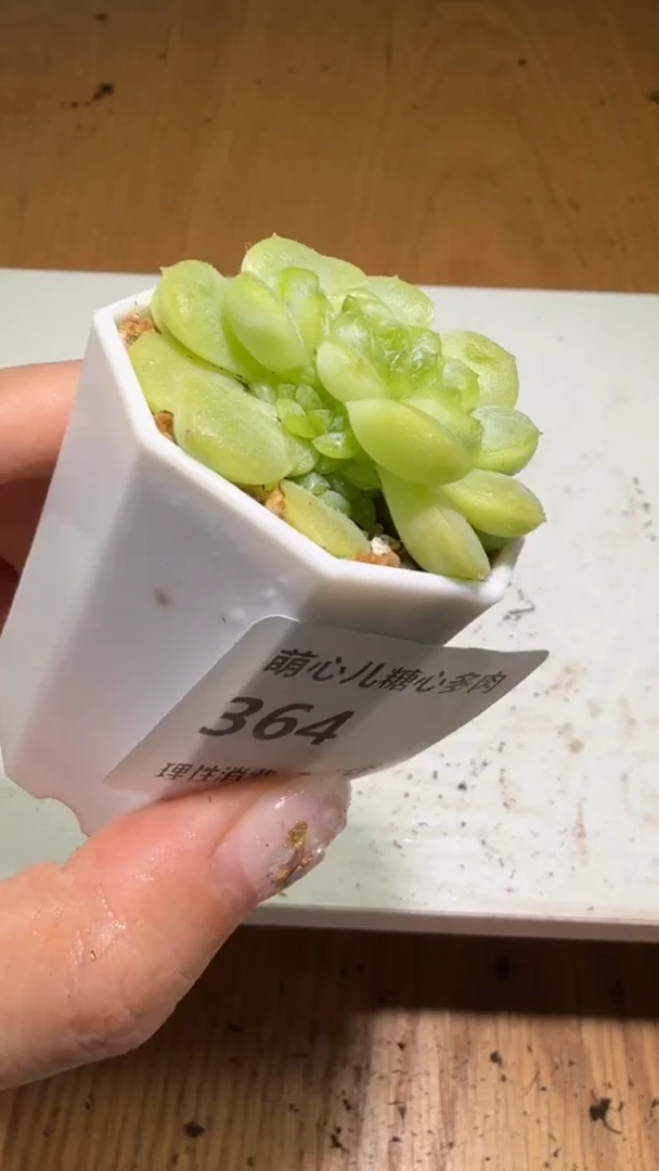 364 皛皛多肉植物