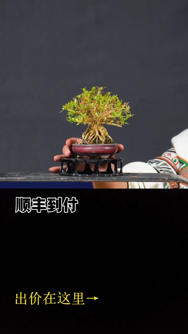 无花朵c286黄杨bubaoyou