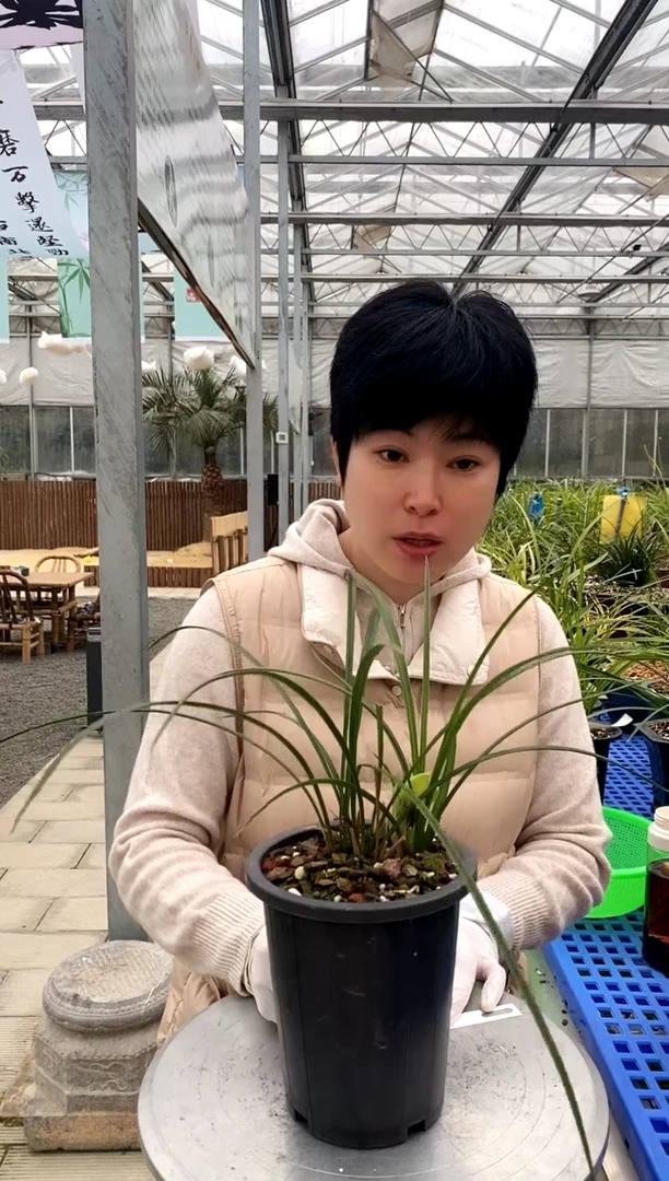 【闪购商品】西神，无忧～无由