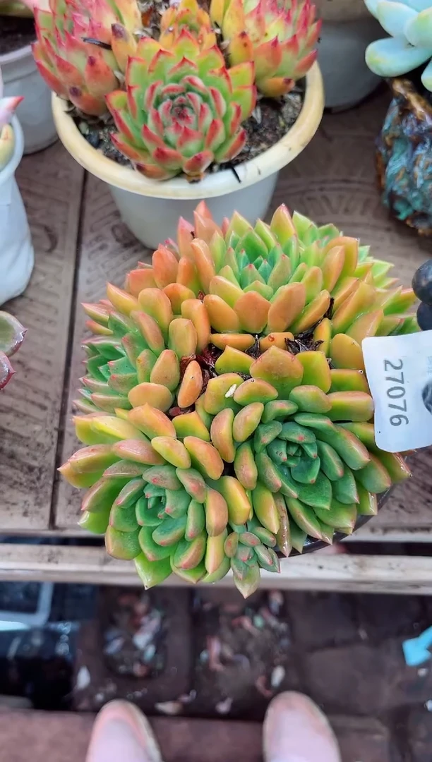 任*27076多肉植物一物一拍