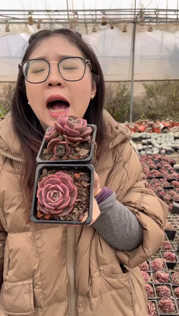 【闪购商品】60-红灯一单一双带盆土9.99