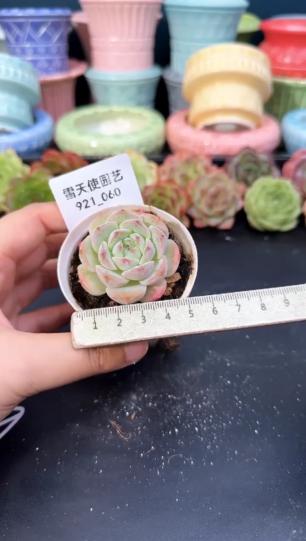 921-060青山（冠幅5CM）
