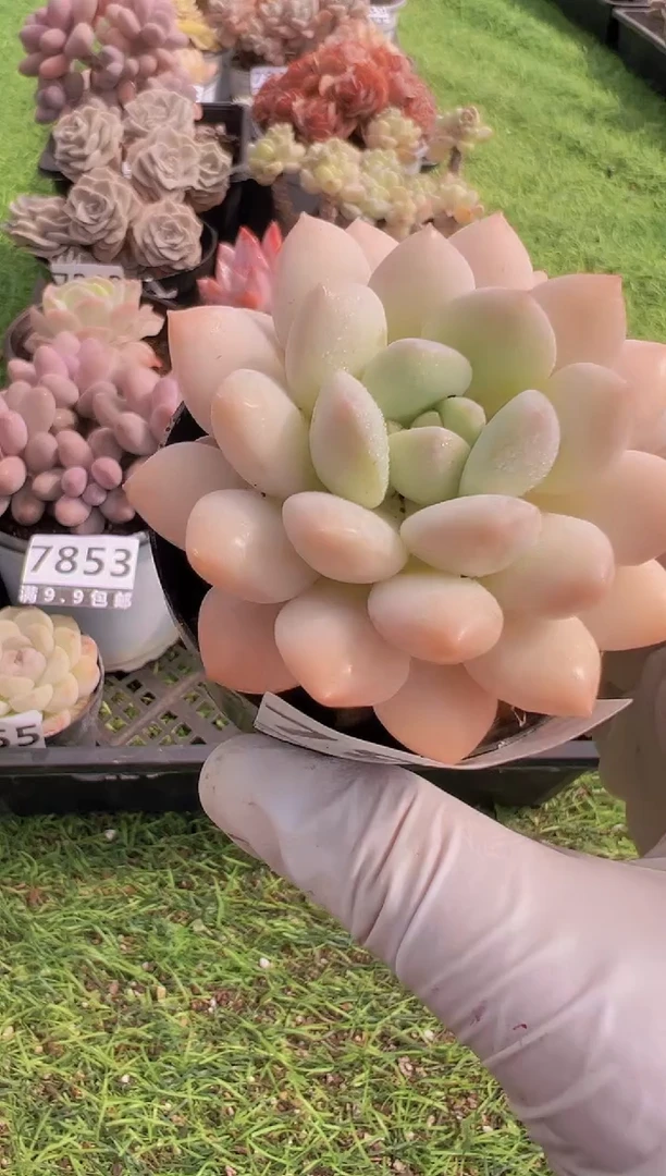 【闪购商品】信福多肉一物一拍