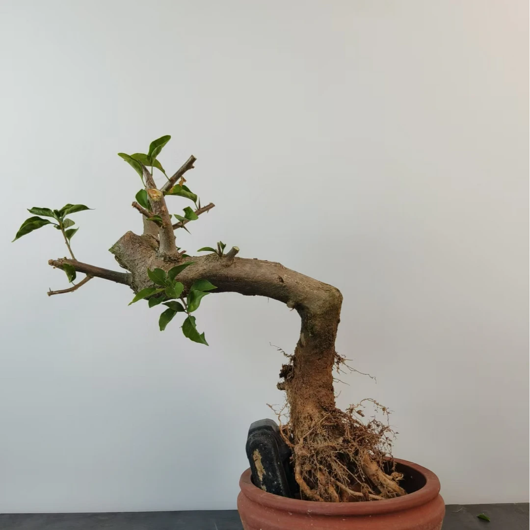 三角梅小叶紫同安红生桩老桩直播间一物一拍