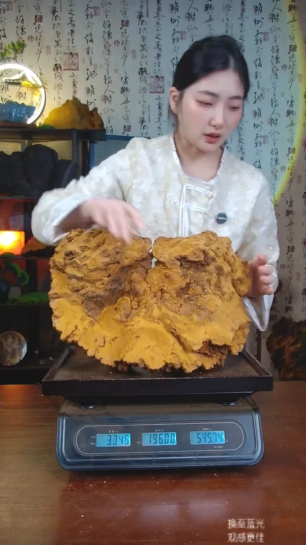 松针层孔菌中国大陆【藏区 野生】松树桑黄（6.5斤）70-80年份