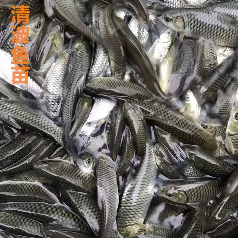 清波鱼苗淡水鱼鱼苗养食用草食鲃乌清波青板中华名优鱼塘养殖鱼