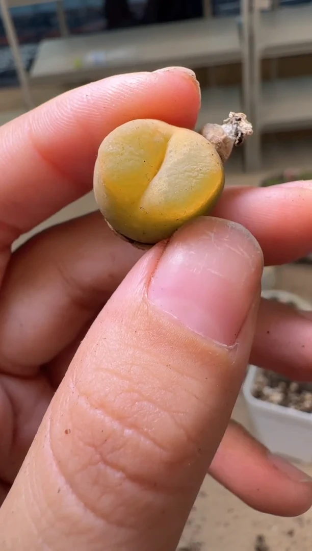 多肉植物肉锥16-240