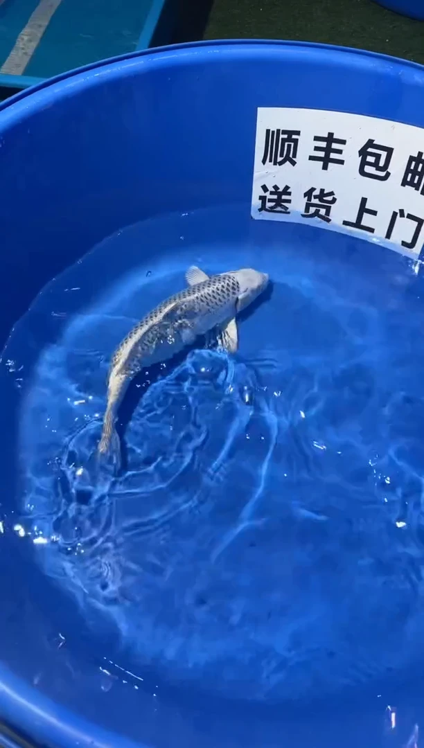 锦鲤精品锦鲤一尾