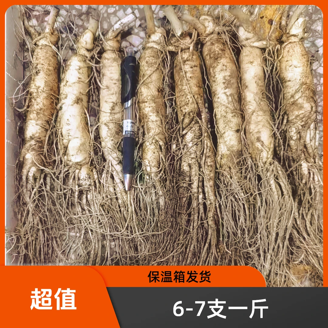 长白山鲜人参适合煲汤泡酒6-7支一斤【保温箱＋青苔发货】新鲜人参