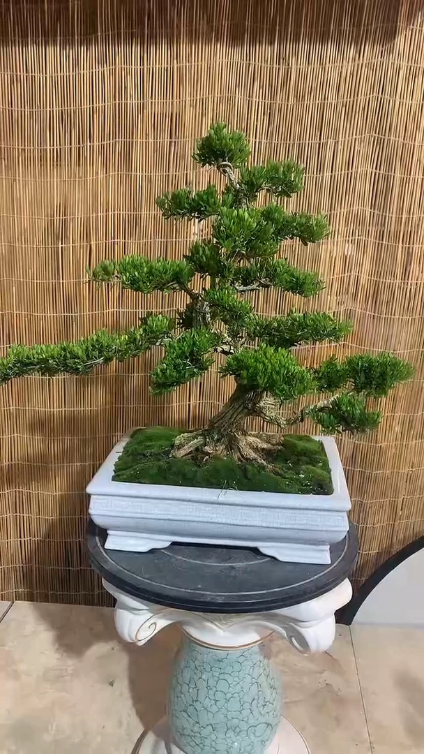 完全开放卡*龙1111111