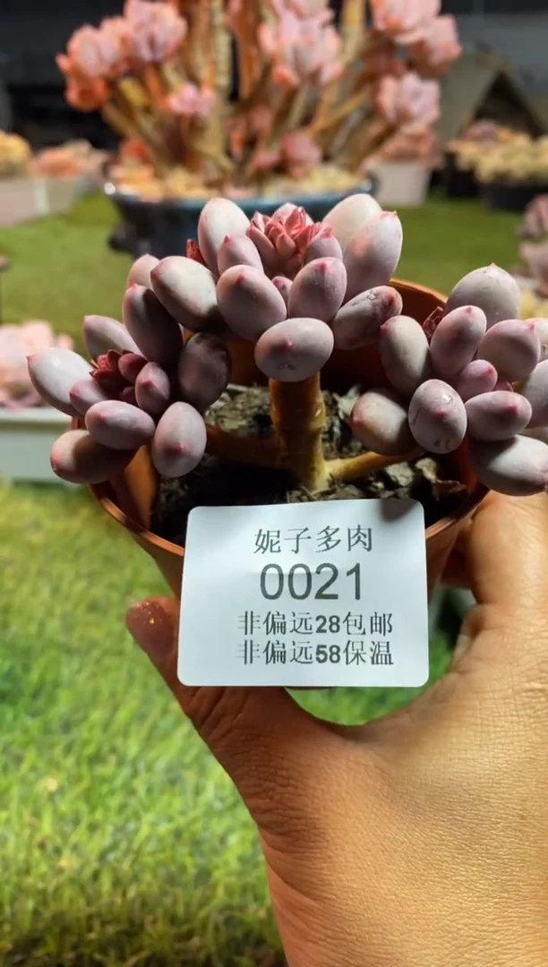 【闪购商品】0021a