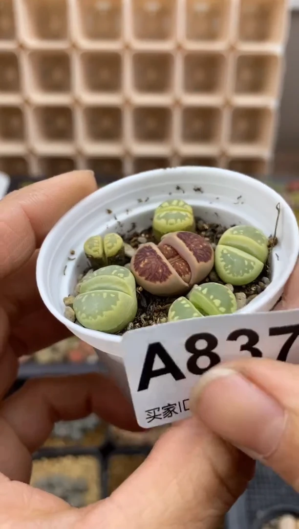 【闪购商品】8371直播一物一拍