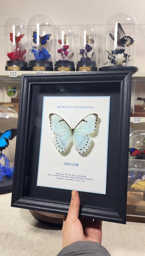 大自然真实的蝴蝶标本