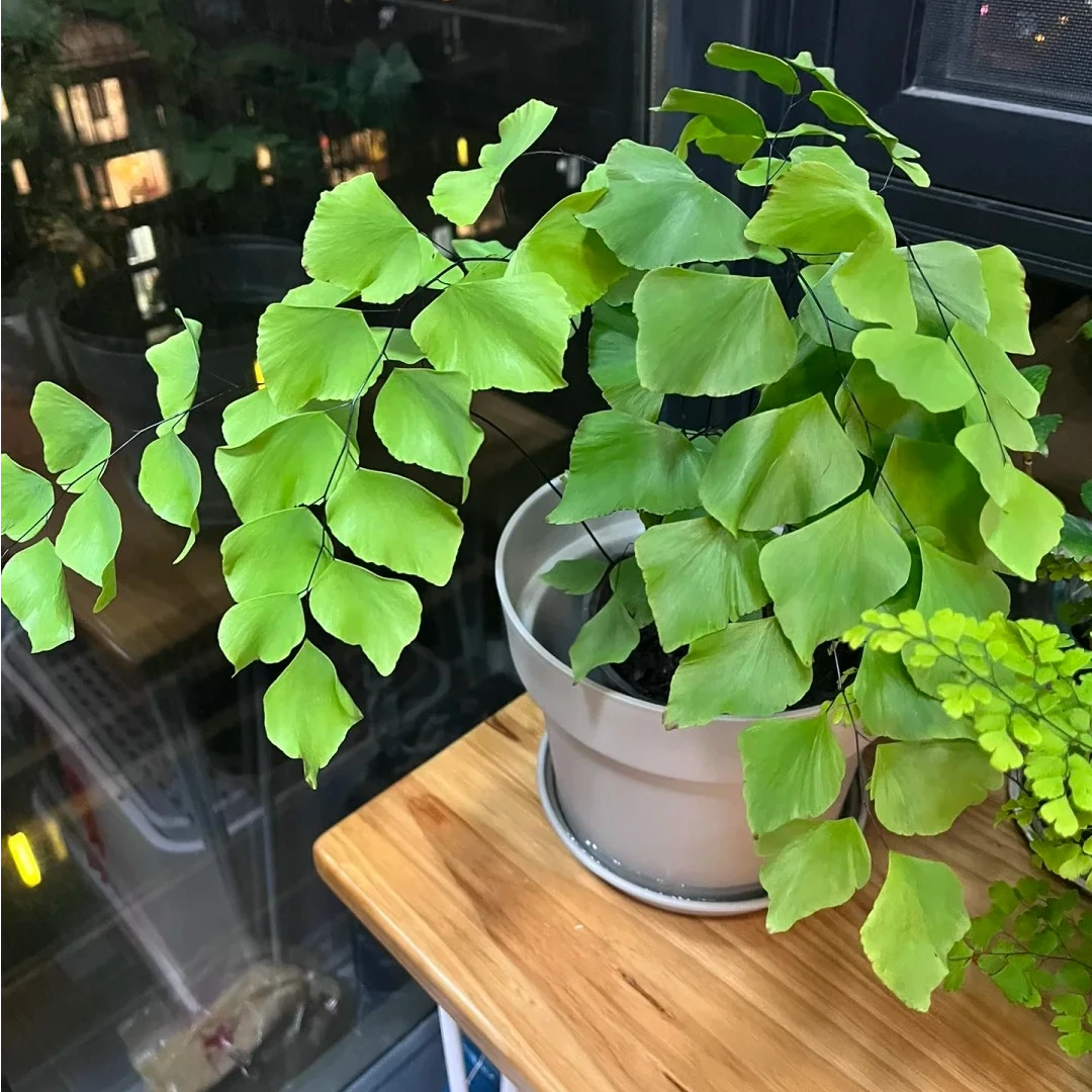【特大盆】银币蕨盆栽室内绿植花卉植物办公室桌面好养活四季常青