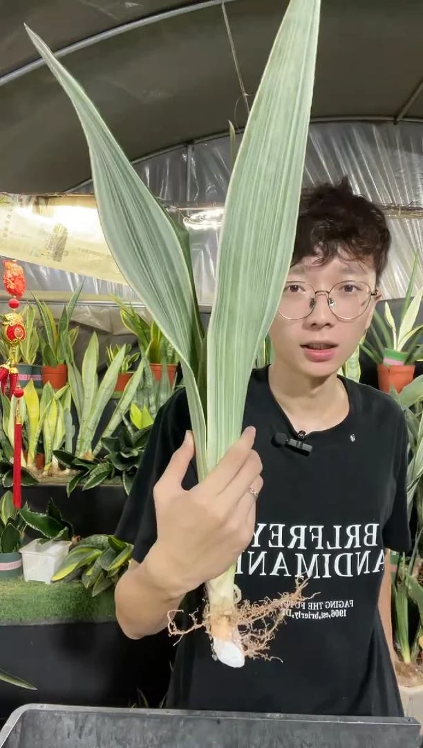 雪纹蓝龙40cm裸根12.8