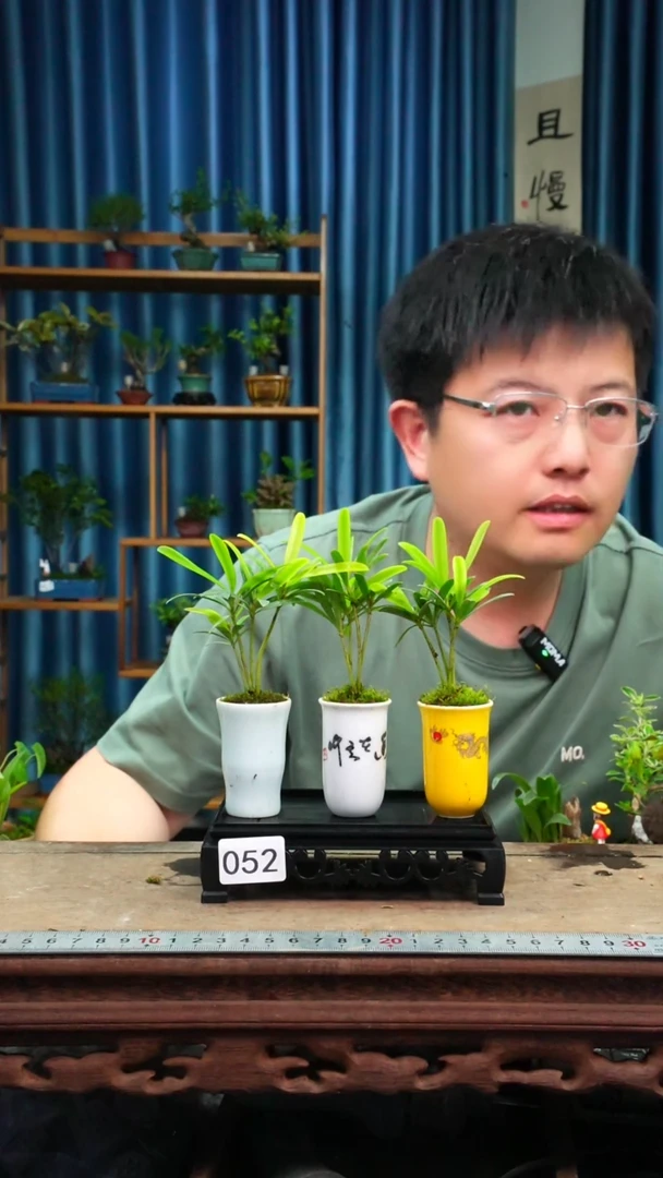 无花朵苔藓微景观052号