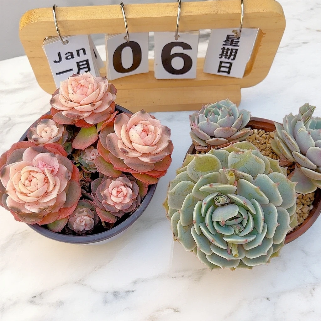 戴安娜玫瑰+露娜莲  带盆带土 适合新手室内外好养的多肉植物