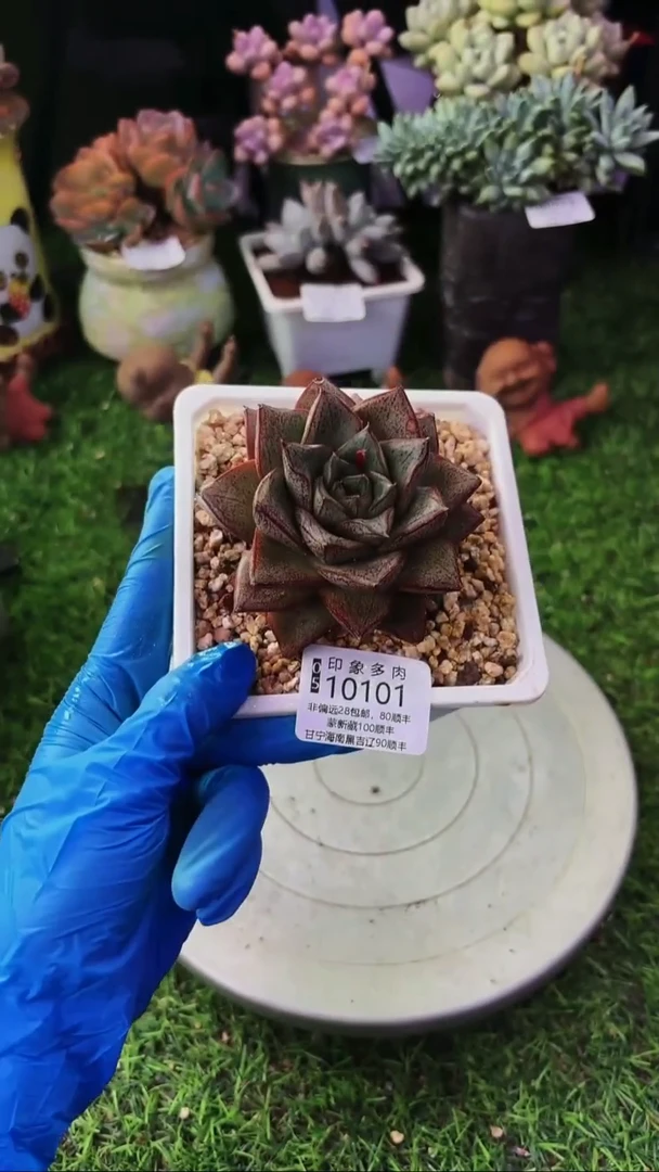 昆明印象多肉10101