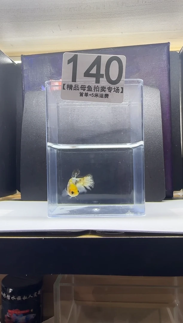 斗鱼母鱼编号：140