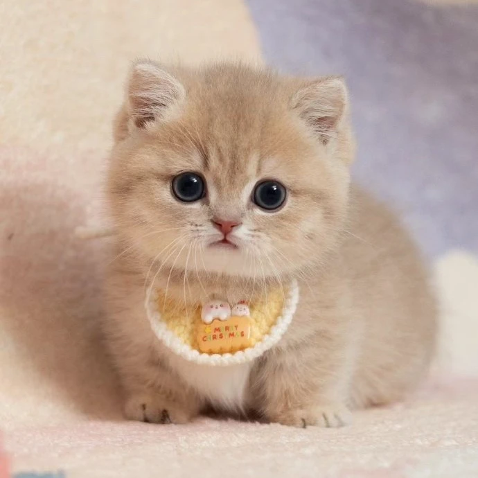【全品类猫咪】布偶金渐层金吉拉矮脚缅因等宠物猫活体