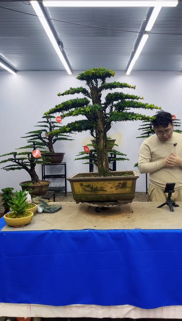 以实际为准一物一拍，所见即所得