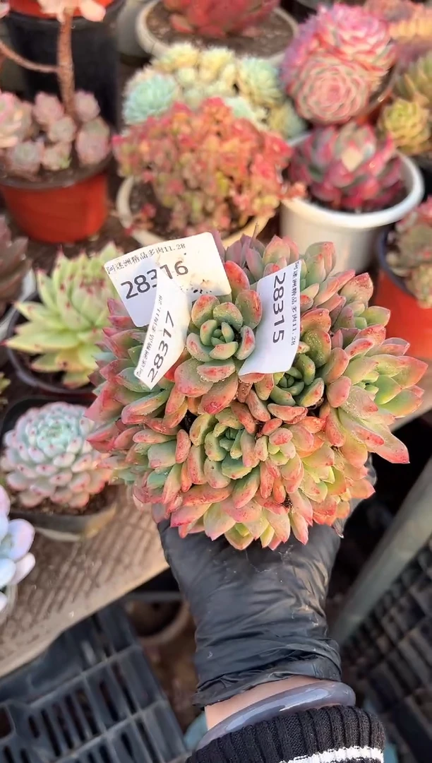 ?阿迷洲多肉花卉28315.316.317