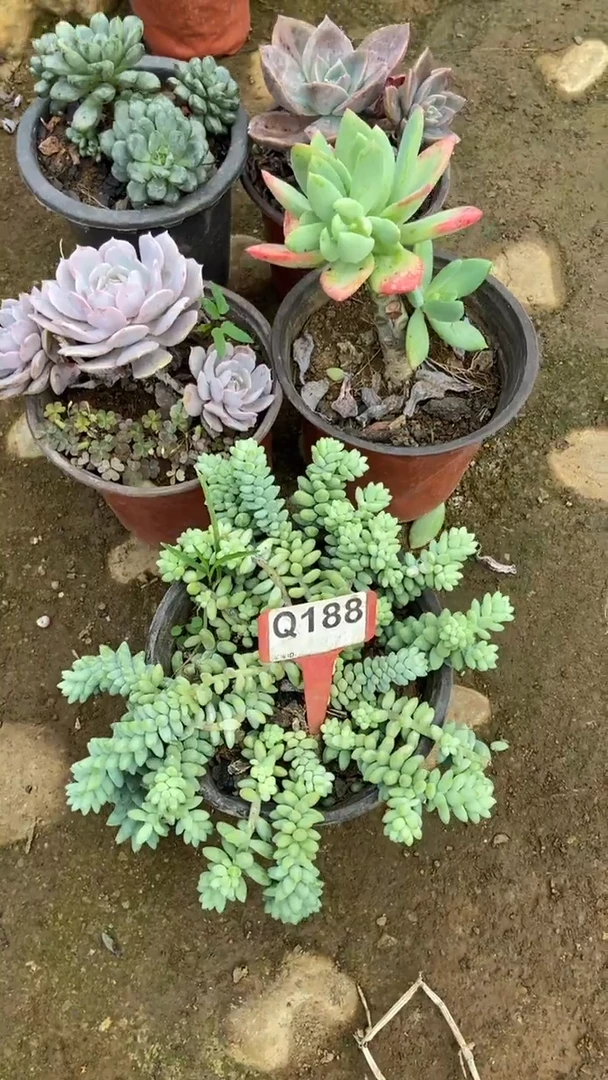 Q188多肉组合默认脱土发货