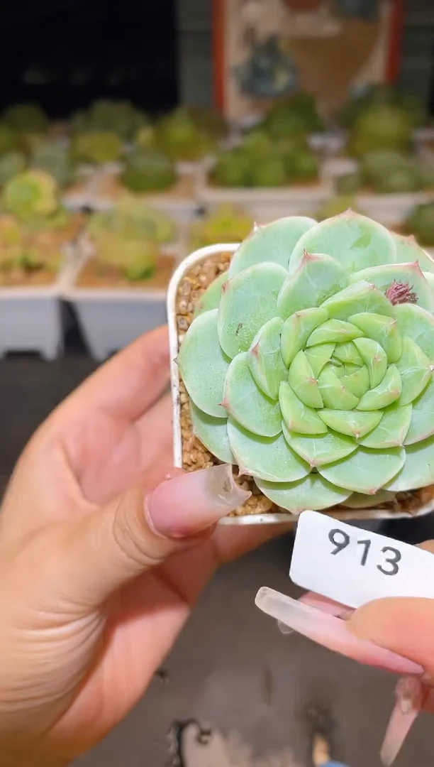 913玫瑰珍妮一物一拍