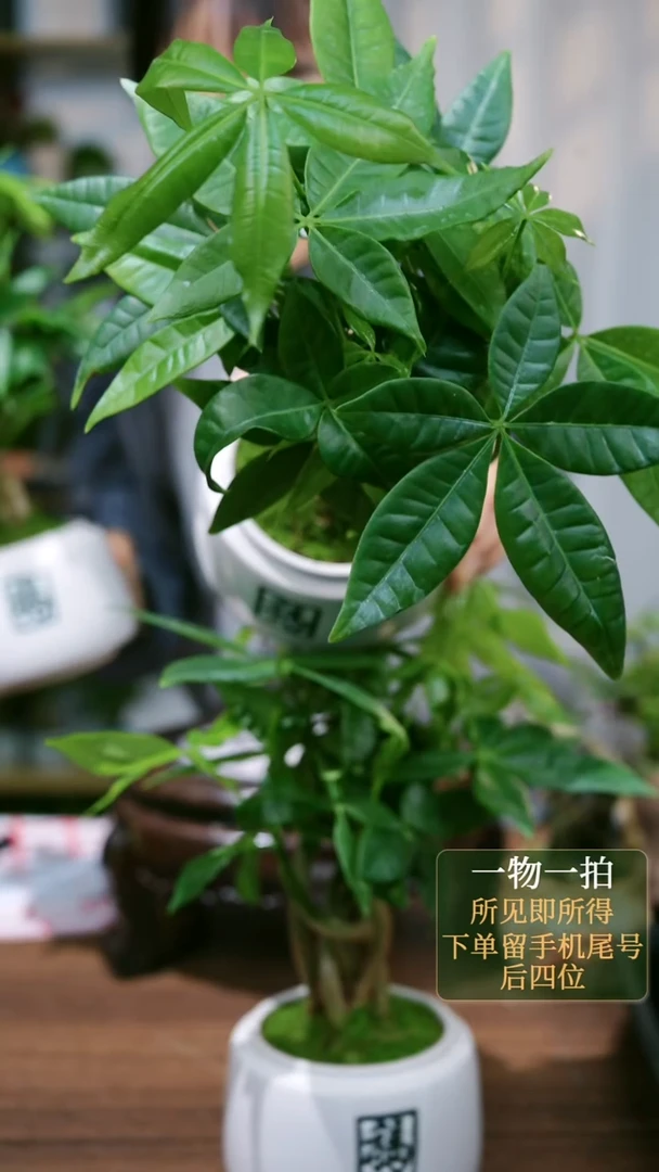 【闪购商品】12--发财树福白