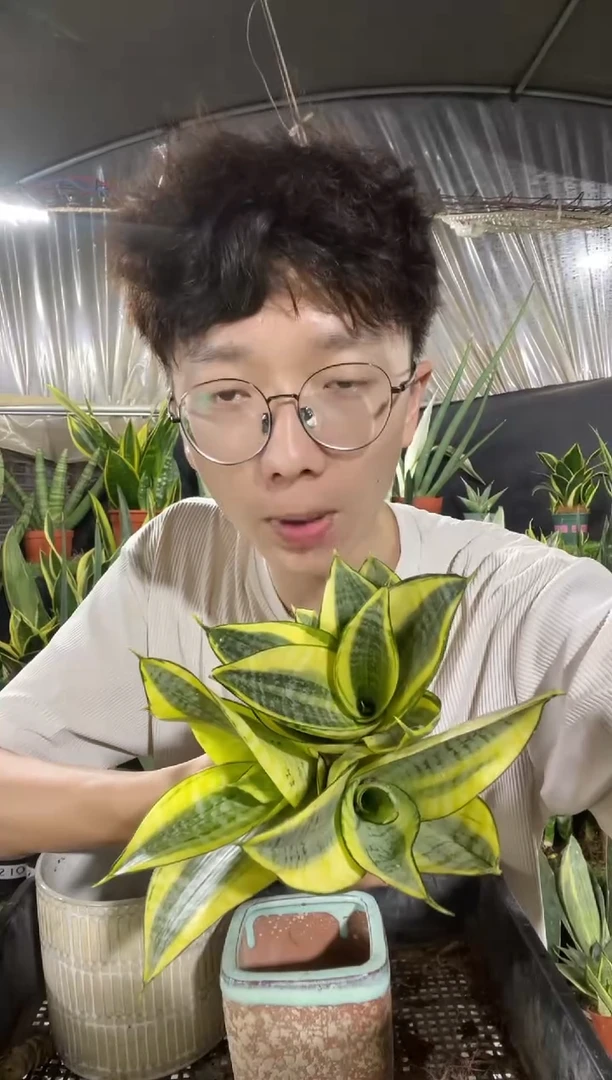 哈尼裸根3棵12.8