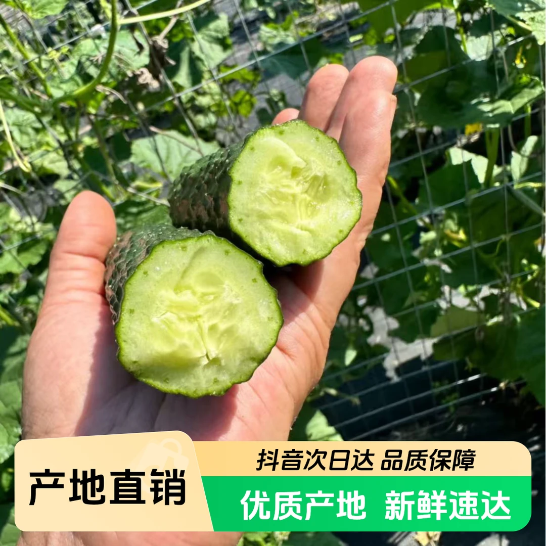 【满仓农场】老品种黄瓜斤（±2两）味道浓郁京东快递包邮到家