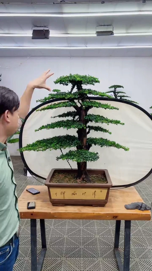 无花朵造型盆景一物一拍