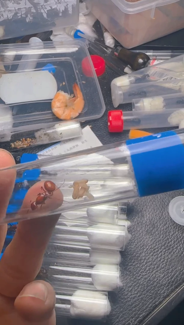 蚂蚁工坊粟色加金毛