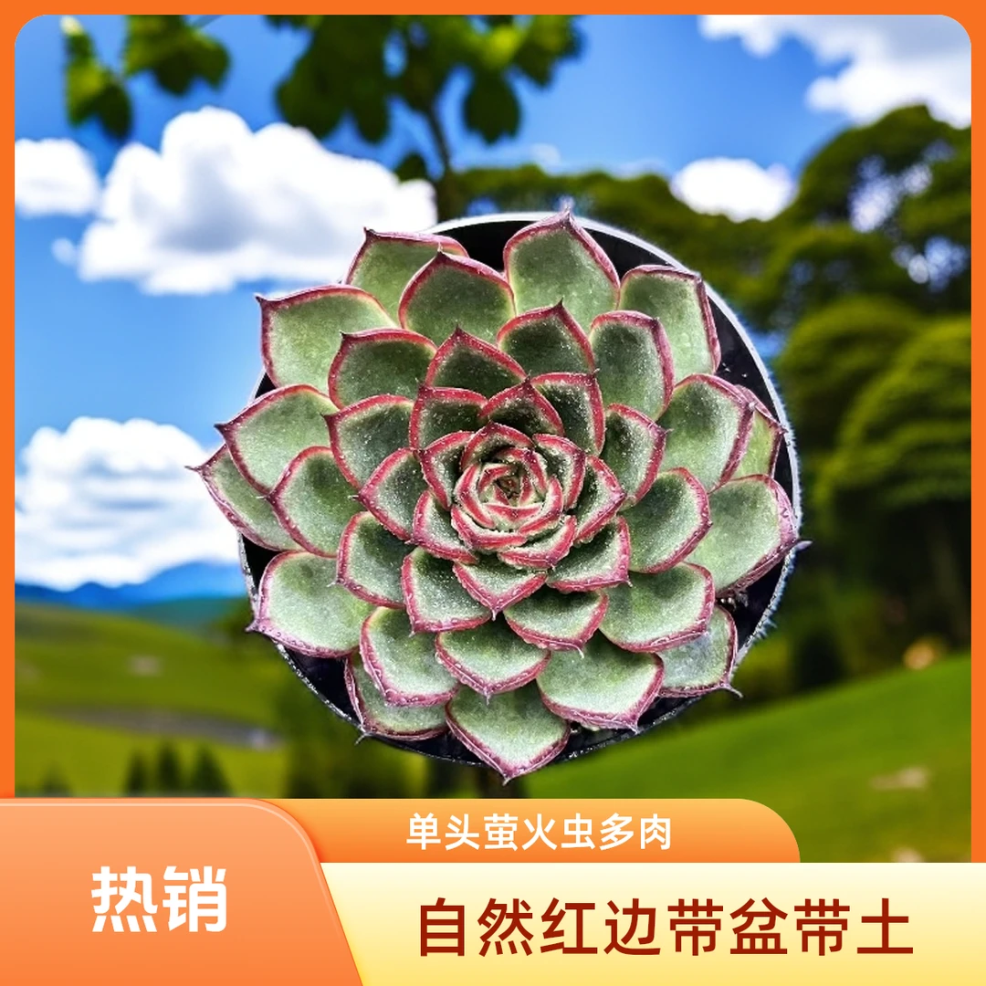 单头萤火虫多肉冬云系带盆土（任意两单包邮）