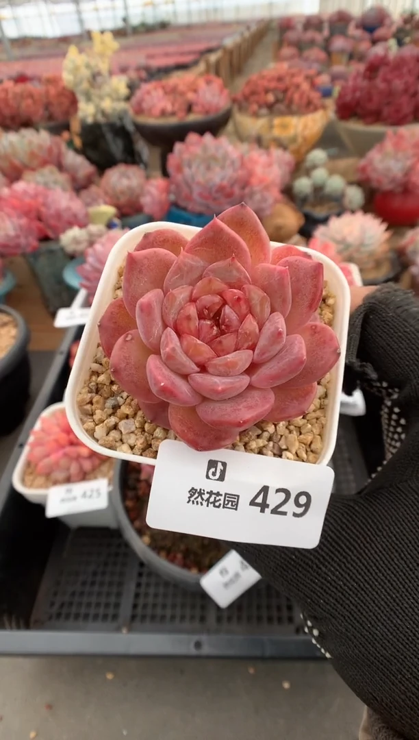 429琥珀多肉植物一物一拍