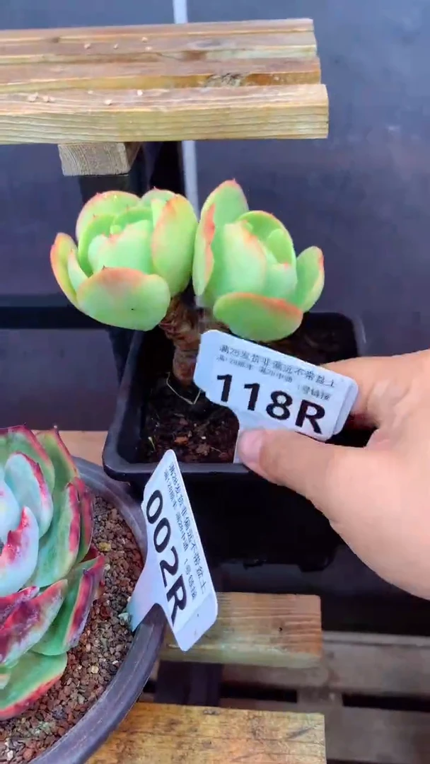 118R（一物一拍实付满28发货，默认不带盆土）