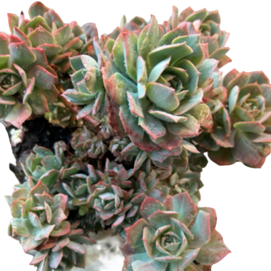 （克罗地亚玫瑰）整装老桩飘枝盆栽盆景多肉