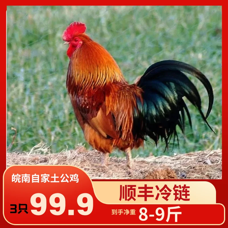 【农村自养】3只自家土大公鸡 现宰现发 宰杀后净重8-9斤 同城急送