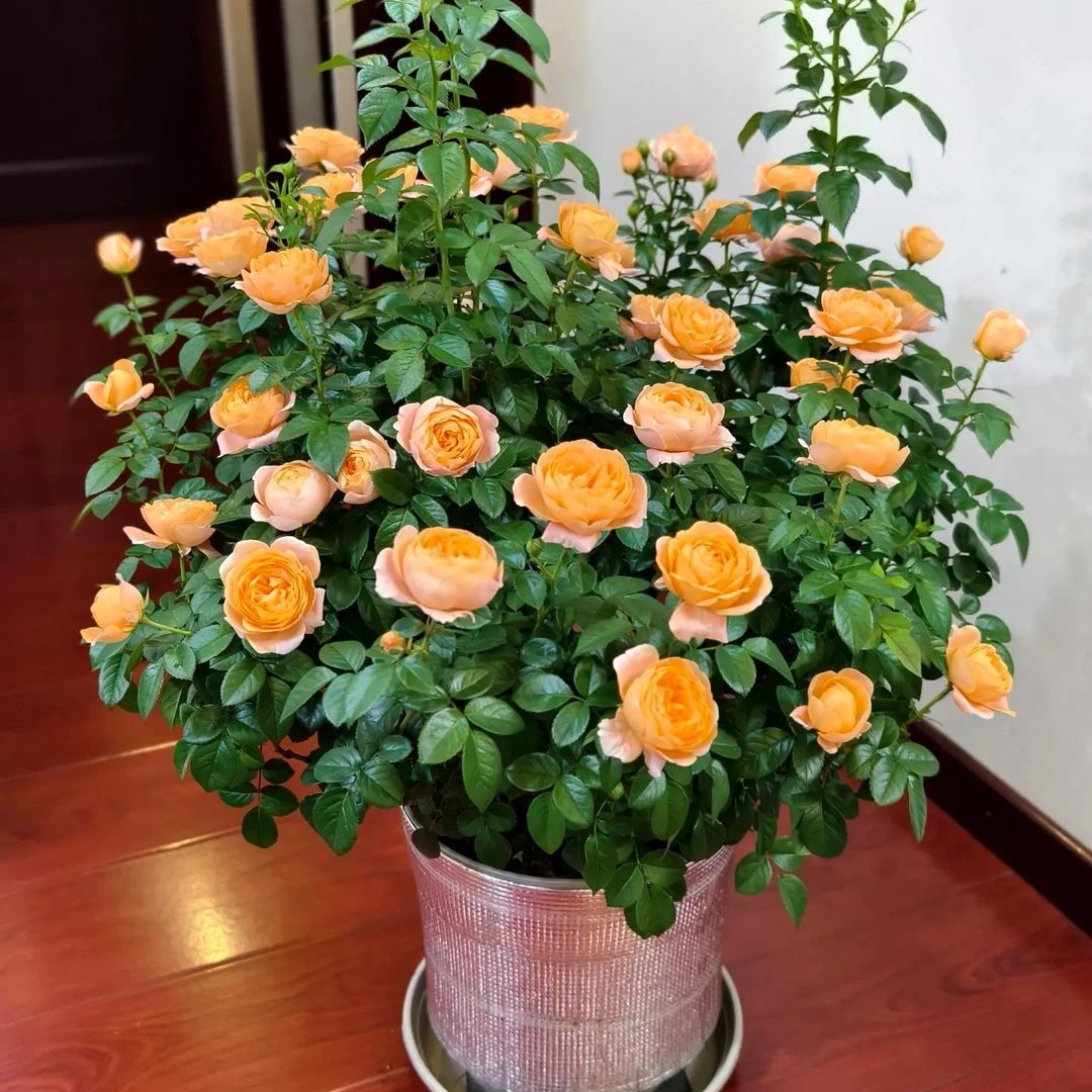 【盆栽】云南基地直发百合花鲜花