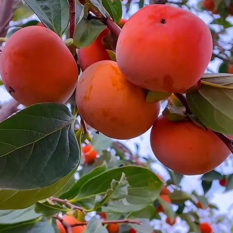 脆甜大柿子树苗脱涩