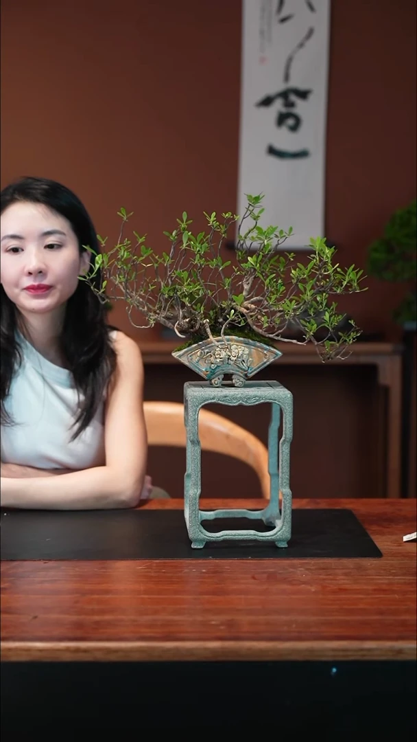 无花朵栀子花盆景盆景盆景