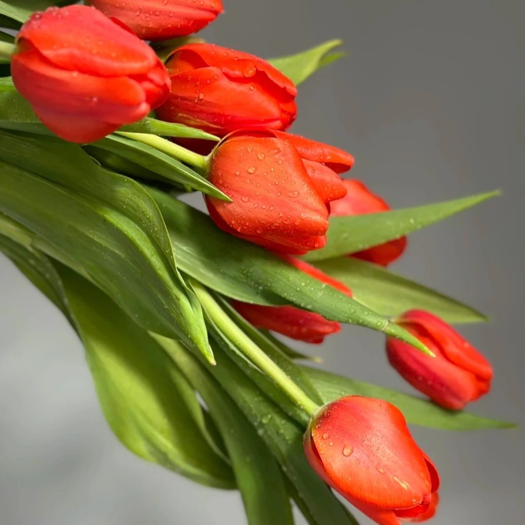 郁金香：拉里贝拉郁金香1扎/10枝鲜花