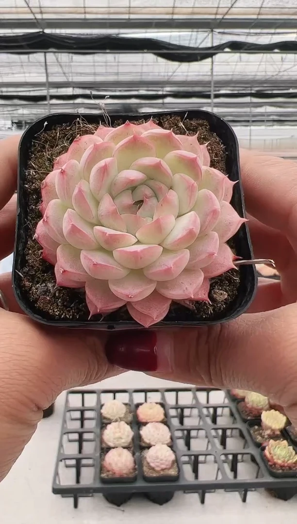 【闪购商品】米亚-2