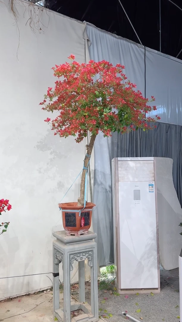 【闪购商品】盆景布理扎