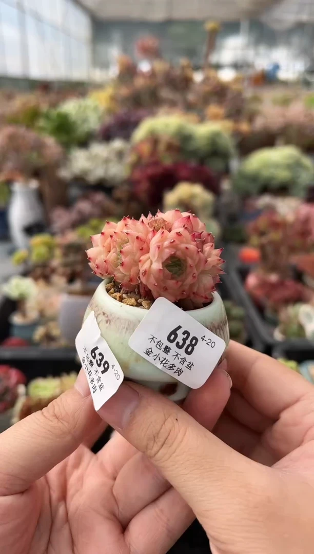 639             花盆