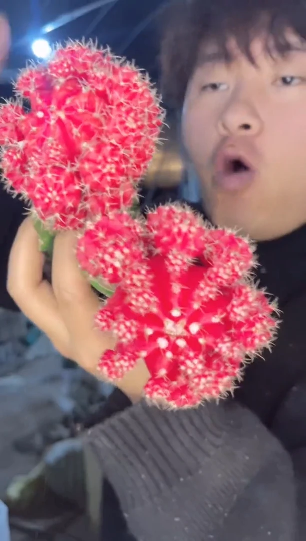 【闪购商品】2颗 大红牡丹【嫁接】