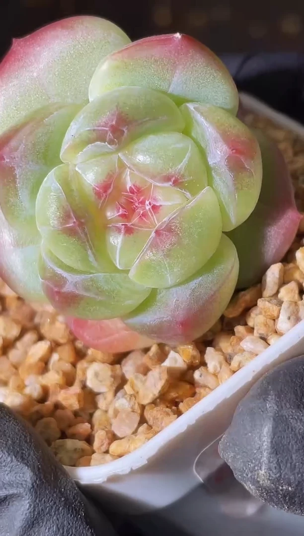 2702 冰布蕾2-4厘米 量拍发一颗