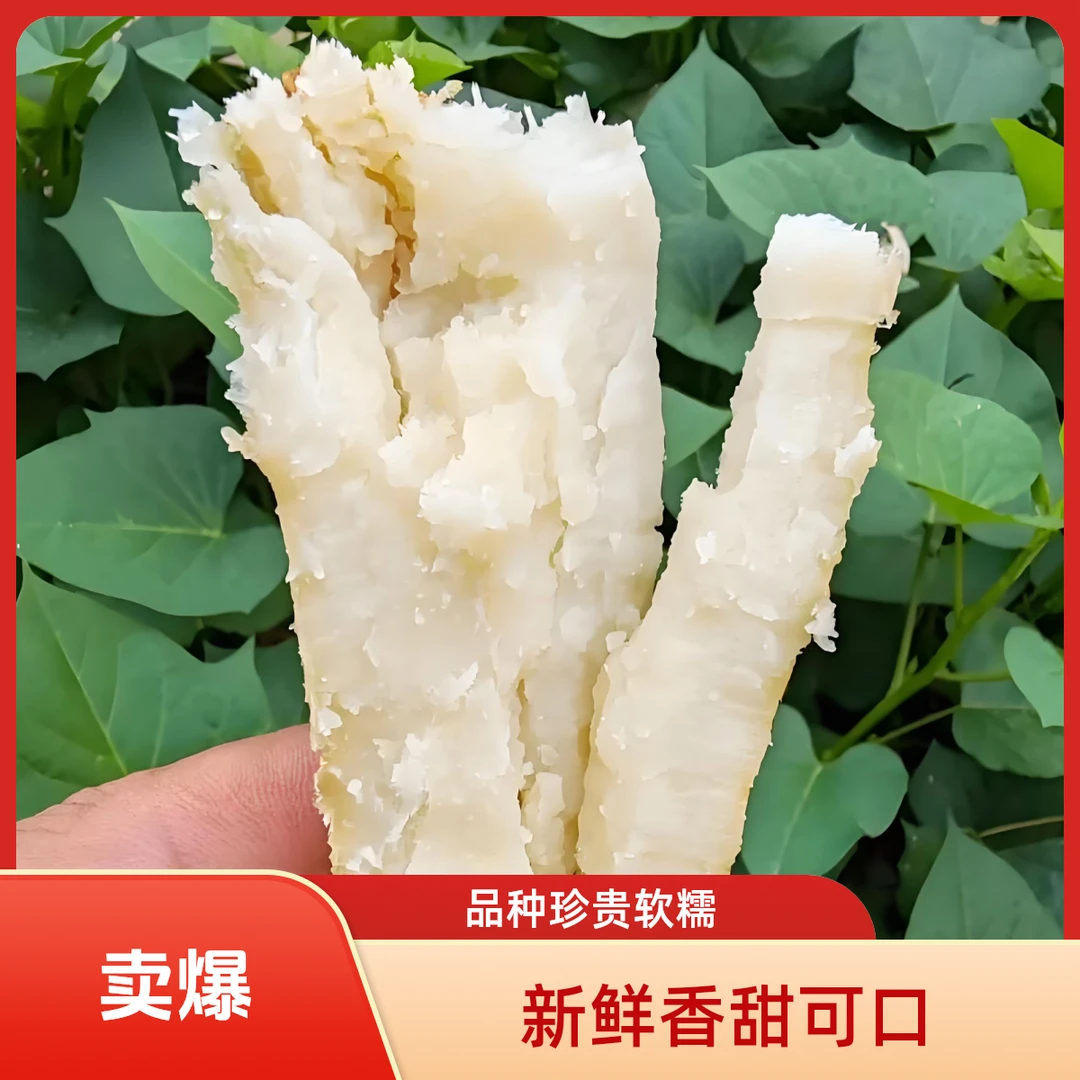 《健硕农场》冰糖蜜薯 香面甜 白心番薯 白哈密山芋红薯白心红薯天津市